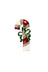 CANDY CANE